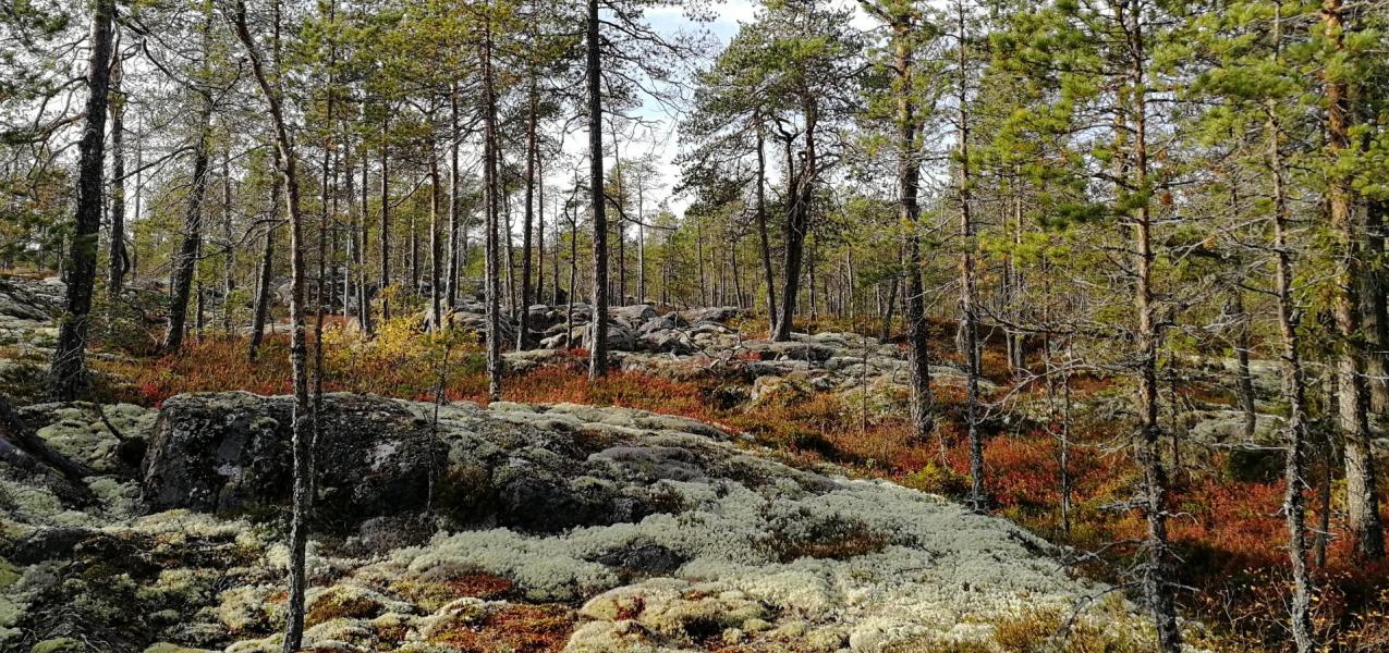 Syysmetsää