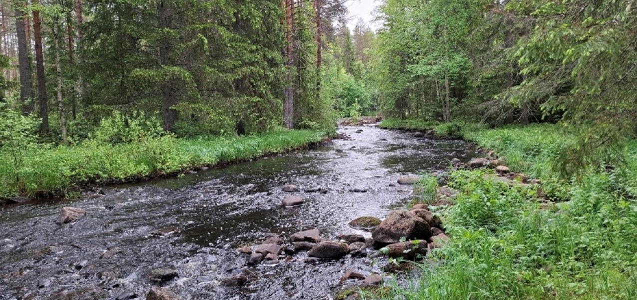 Liminkaoja Alatalon Kalliokosken alapuolelta