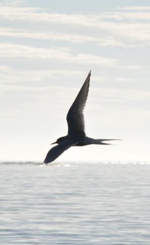Meren yllä lentävä lokki.