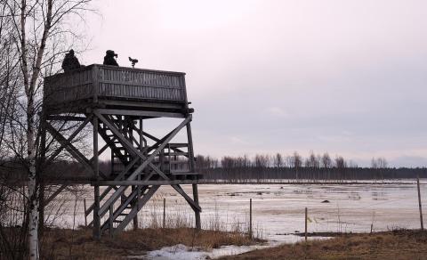 Tankokarin lintutorni Parhalahdella